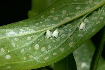 whiteflies-on leaf